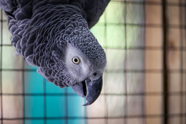 Welche Aktivitäten fördern die Bindung zu meinem Hund?