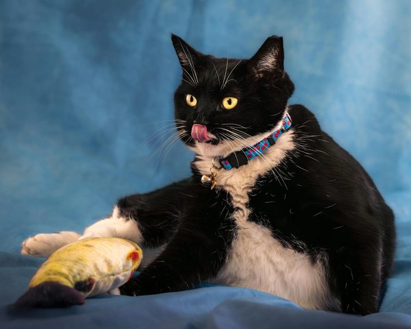 Was tun wenn mein Hund Verhaltensprobleme hat?